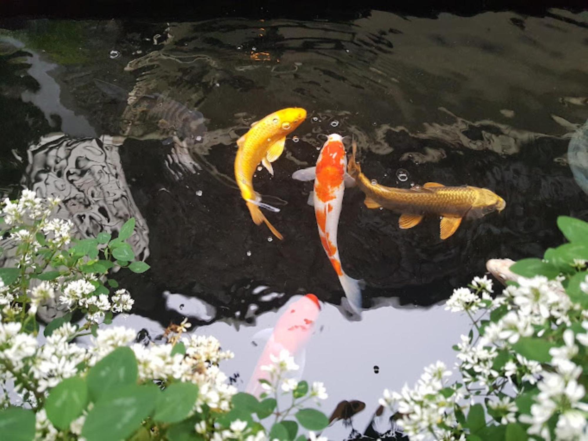 Vuon Tra Homestay Mang Den Kon Von Kla Exteriér fotografie