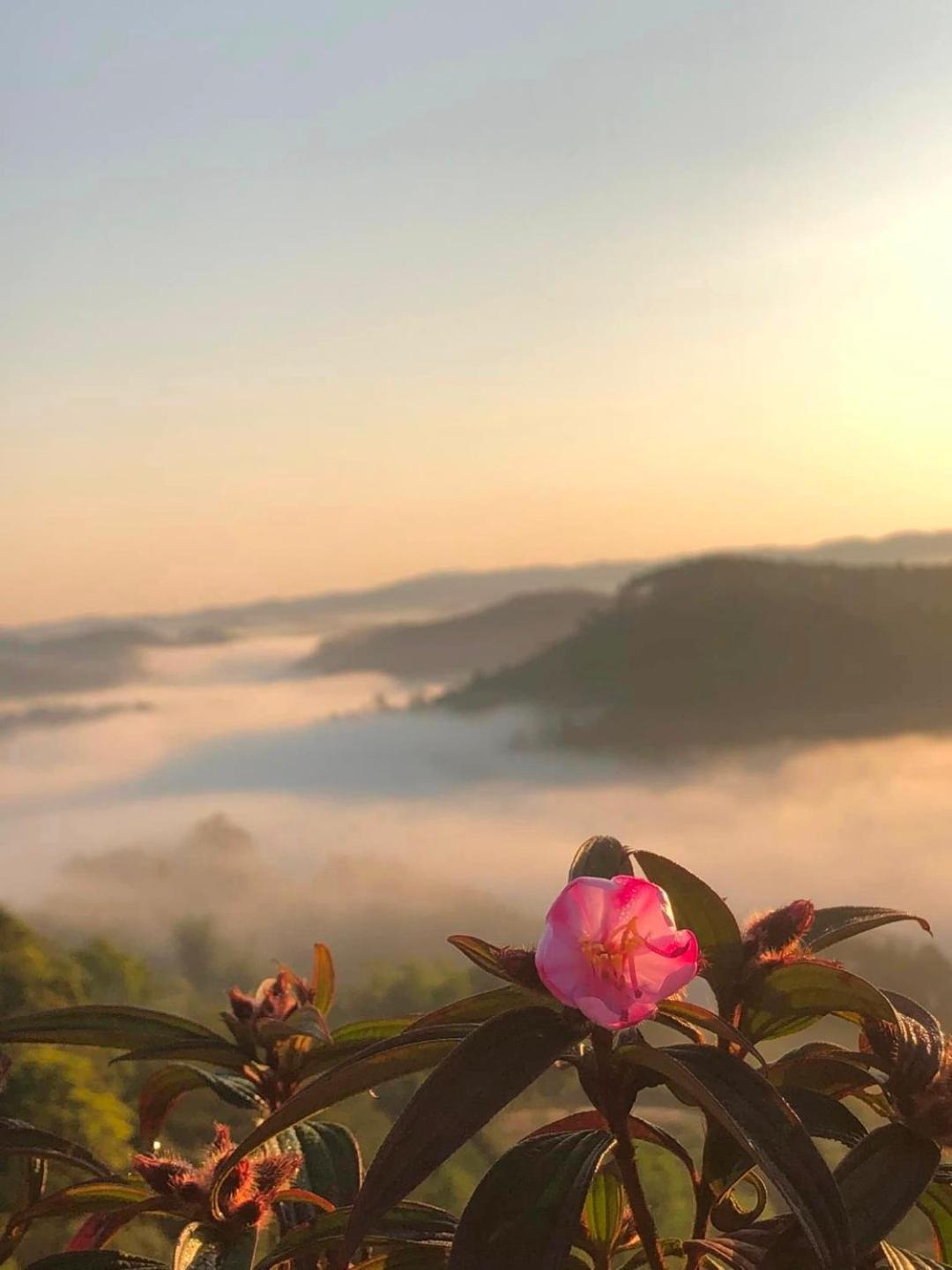 Vuon Tra Homestay Mang Den Kon Von Kla Exteriér fotografie